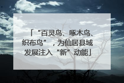 “百灵鸟、啄木鸟、织布鸟”，为仙居县域发展注入“新”动能