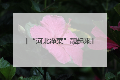 “河北净菜”靓起来
