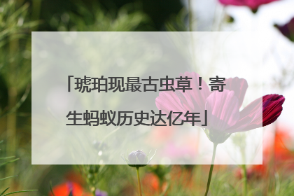 琥珀现最古虫草！寄生蚂蚁历史达亿年