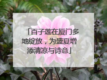 百子莲在厦门多地绽放，为盛夏增添清凉与诗意