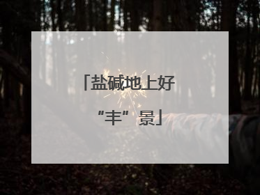 盐碱地上好“丰”景
