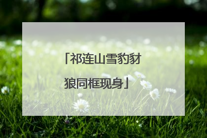 祁连山雪豹豺狼同框现身
