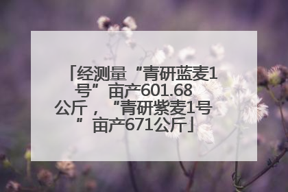 经测量“青研蓝麦1号”亩产601.68公斤，“青研紫麦1号”亩产671公斤