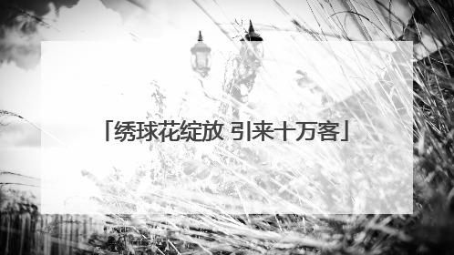 绣球花绽放 引来十万客