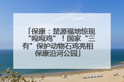 保康：楚源福地惊现“嘎嘎鸡”！国家“三有”保护动物石鸡亮相保康沿河公园