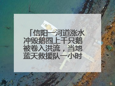 信阳一河道涨水冲毁鹅圈上千只鹅被卷入洪流，当地蓝天救援队一小时赶鹅上岸