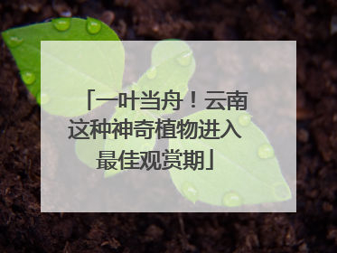 一叶当舟！云南这种神奇植物进入最佳观赏期