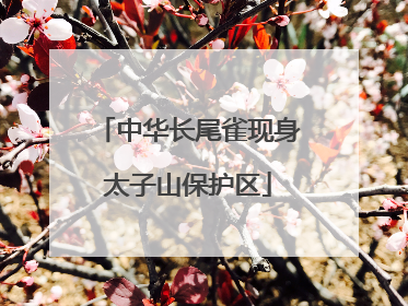 中华长尾雀现身太子山保护区