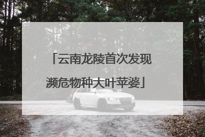云南龙陵首次发现濒危物种大叶苹婆
