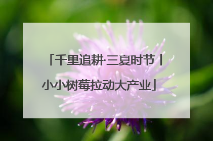 千里追耕·三夏时节丨小小树莓拉动大产业