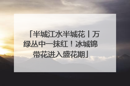 半城江水半城花丨万绿丛中一抹红！冰城锦带花进入盛花期