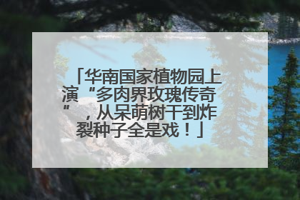 华南国家植物园上演“多肉界玫瑰传奇”，从呆萌树干到炸裂种子全是戏！