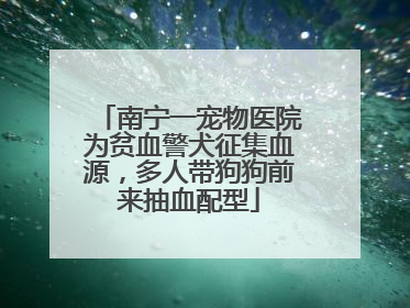 南宁一宠物医院为贫血警犬征集血源，多人带狗狗前来抽血配型