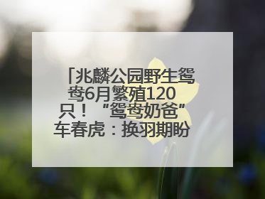 兆麟公园野生鸳鸯6月繁殖120只！“鸳鸯奶爸”车春虎：换羽期盼市民伸援手