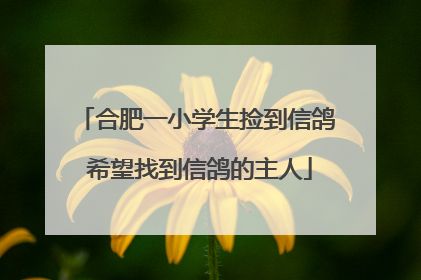 合肥一小学生捡到信鸽 希望找到信鸽的主人
