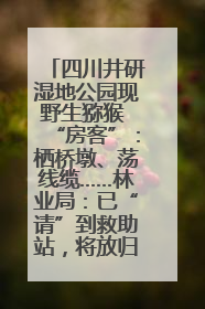 四川井研湿地公园现野生猕猴 “房客”：栖桥墩、荡线缆……林业局：已“请”到救助站，将放归自然