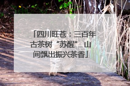 四川旺苍：三百年古茶树“苏醒” 山间飘出振兴茶香