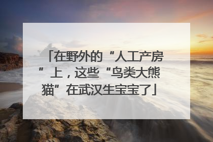 在野外的“人工产房”上，这些“鸟类大熊猫”在武汉生宝宝了