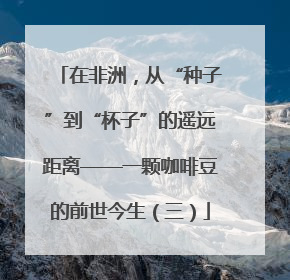 在非洲，从“种子”到“杯子”的遥远距离——一颗咖啡豆的前世今生（三）