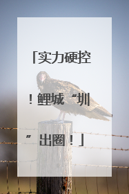 实力硬控！鲤城“圳”出圈！