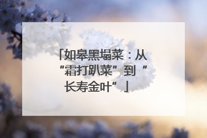 如皋黑塌菜：从“霜打趴菜”到“长寿金叶”