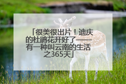 很美很出片！迪庆的杜鹃花开好了——有一种叫云南的生活之365天