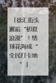 徐汇街头邂逅“初夏浪漫”！绣球花海成“全民打卡地”