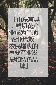 山东莒县：鲜切花产业成为当地农业增效、农民增收的重要产业发展和特色品牌