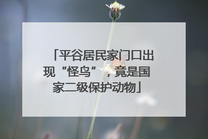 平谷居民家门口出现“怪鸟”，竟是国家二级保护动物