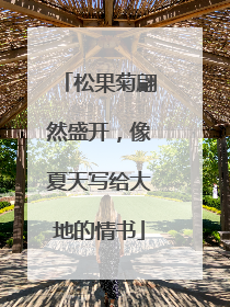 松果菊翩然盛开，像夏天写给大地的情书