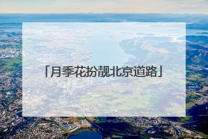 月季花扮靓北京道路