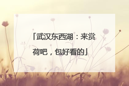 武汉东西湖：来赏荷吧，包好看的