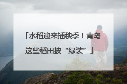 水稻迎来插秧季！青岛这些稻田披“绿装”
