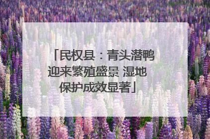 民权县：青头潜鸭迎来繁殖盛景 湿地保护成效显著