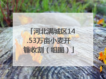 河北满城区14.53万亩小麦开镰收割（组图）
