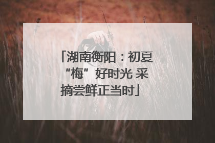湖南衡阳：初夏“梅”好时光 采摘尝鲜正当时