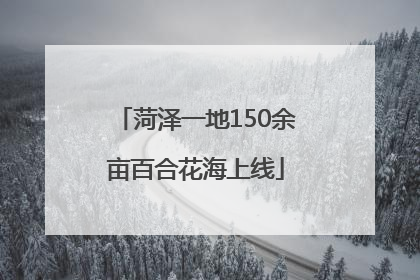 菏泽一地150余亩百合花海上线