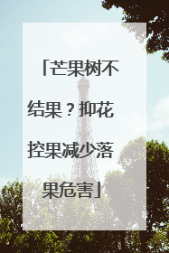 芒果树不结果？抑花控果减少落果危害