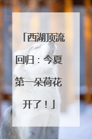 西湖顶流回归：今夏第一朵荷花开了！
