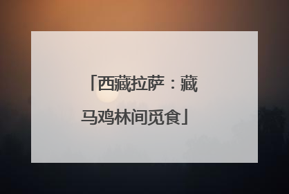 西藏拉萨：藏马鸡林间觅食