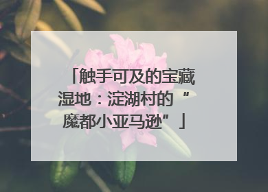 触手可及的宝藏湿地：淀湖村的“魔都小亚马逊”