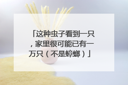 这种虫子看到一只，家里很可能已有一万只（不是蟑螂）