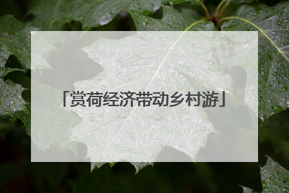 赏荷经济带动乡村游