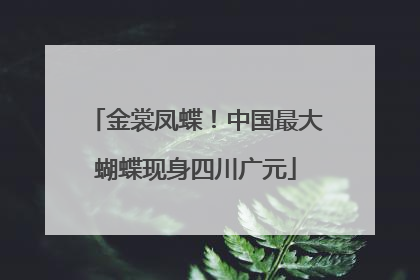 金裳凤蝶！中国最大蝴蝶现身四川广元