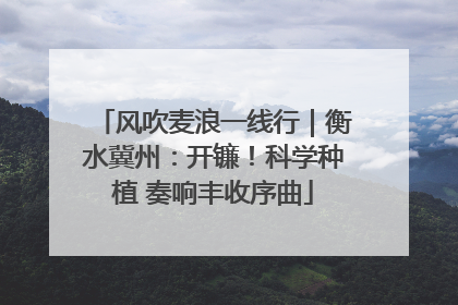 风吹麦浪一线行｜衡水冀州：开镰！科学种植 奏响丰收序曲