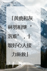 黄麂和灰林鸮相继“落难”，十堰好心人接力施救