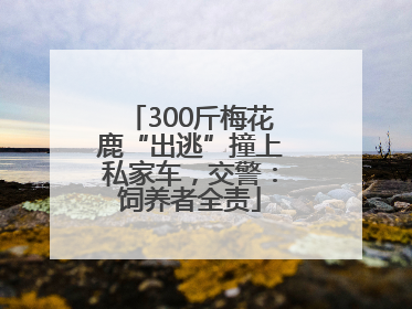 300斤梅花鹿“出逃”撞上私家车，交警：饲养者全责